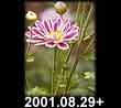 2001.08.29