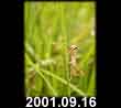 2001.09.16
