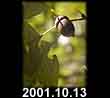 2001.10.13