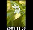 2001.11.08
