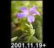 2001.11.19