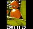 2001.11.20