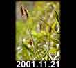 2001.11.21