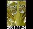2001.11.24