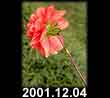 2001.12.04