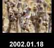 2002.01.18