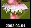 2002.03.01