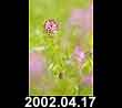 2002.04.17