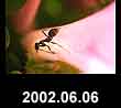 2002.06.06