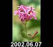 2002.06.07