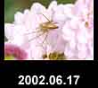 2002.06.17