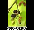 2002.07.07