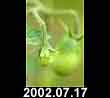 2002.07.17