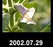 2002.07.29