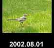 2002.08.01