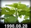 1998.08.28