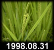 1998.08.31