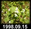 1998.09.15