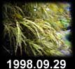 1998.09.29
