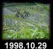 1998.10.29