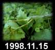 1998.11.15