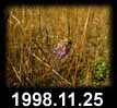 1998.11.25