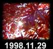 1998.11.29
