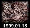 1999.01.18