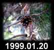 1999.01.20