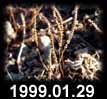 1999.01.29