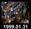 1999.01.31
