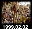 1999.02.02