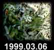 1999.03.06