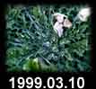 1999.03.10