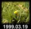 1999.03.19