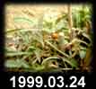 1999.03.24