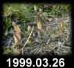 1999.03.26