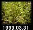 1999.03.31