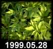 1999.05.28