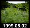 1999.06.02