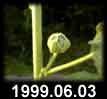 1999.06.03