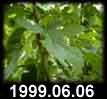 1999.06.06