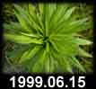1999.06.15