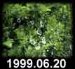 1999.06.20