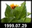 1999.07.29