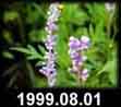 1999.08.01