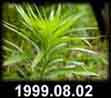 1999.08.02