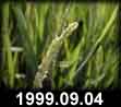 1999.09.04