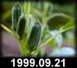 1999.09.21