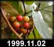 1999.11.02